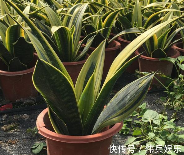 3种花被称为“守护神”，养2盆在家，能净化空气，观赏价值高！