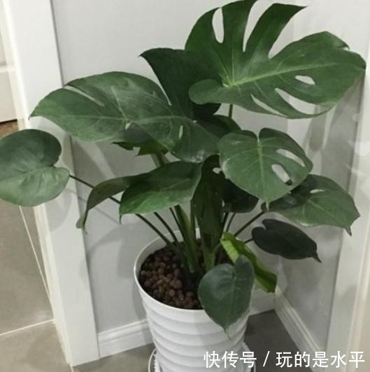 养了3年的龟背竹,冬天也给“浇点肥”,蹭蹭冒出4片新叶子