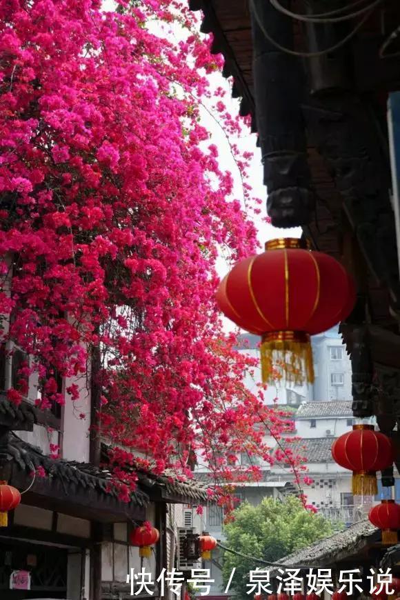 凌霄花|夏天养上3种爬藤花,隔热降温,好看好养,花开如瀑布!