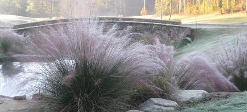 灿烂|又到了粉黛乱子草花开灿烂的时节,在院子就能种,花朵如云雾