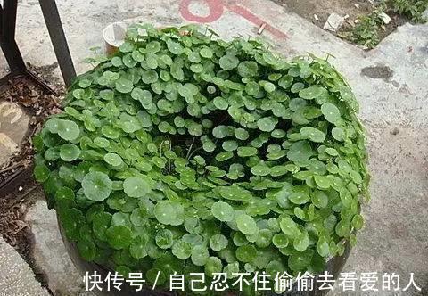 漂亮|3种漂亮花，种在小盆里，不建议地栽，否则泛滥成灾，根本清不掉