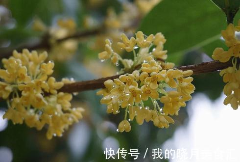 食用价值|秋意浓，最是桂花香，附桂花小知识