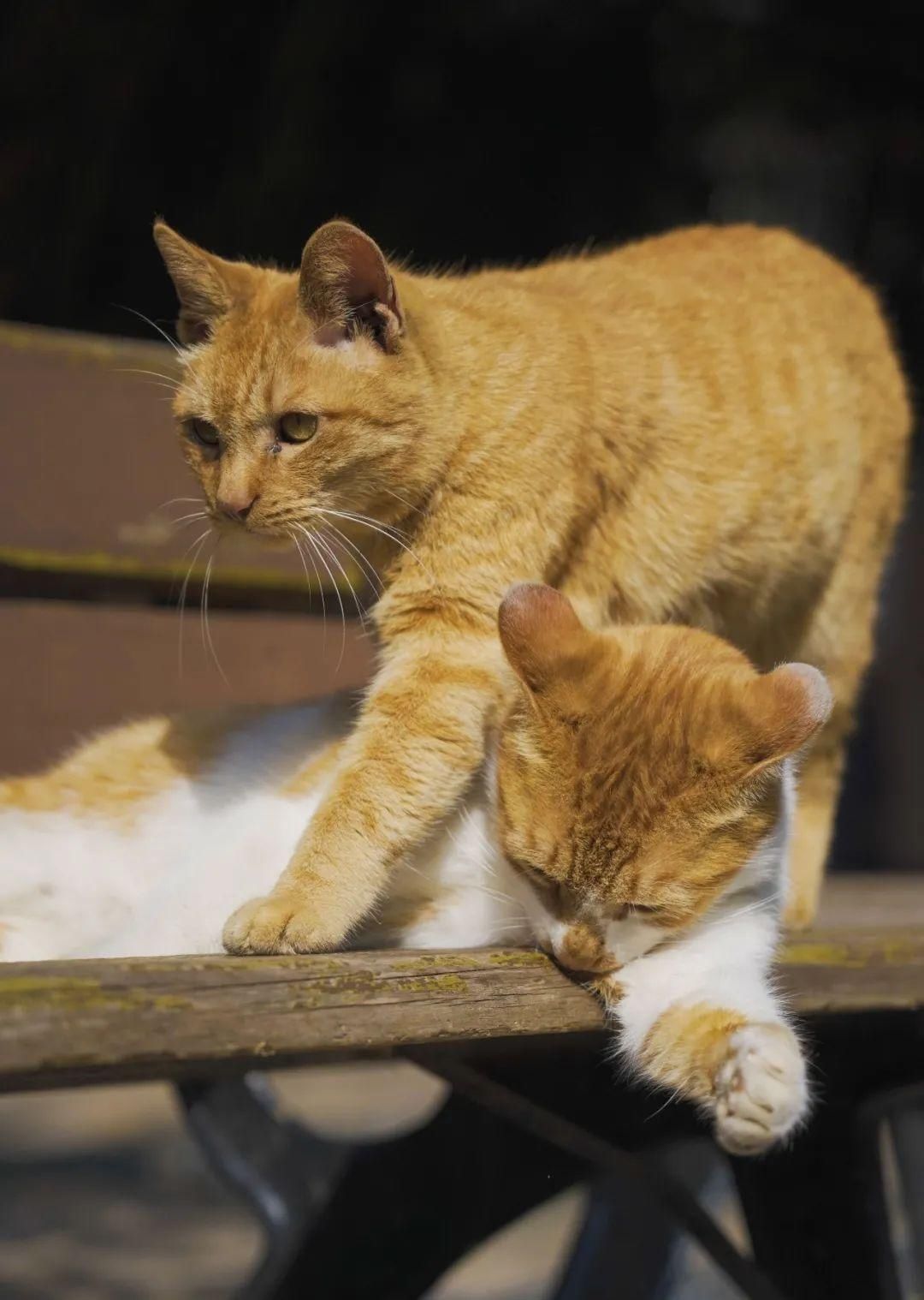 古城|春到同济!太(you)爱(fu)了(li)!
