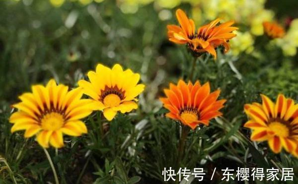 绚丽|养花试试这几款,朵绚丽多彩,花瓣亮泽,早晨开放,晚上闭合