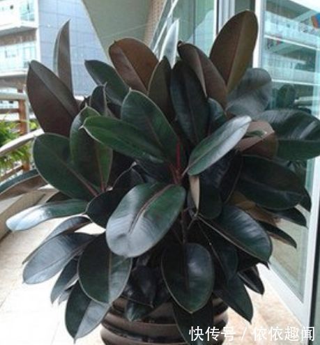 春天养花，不妨养这四款花，耐热耐晒更耐旱，浇水就疯长