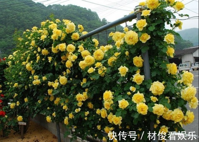 如果你的院子够大，趁早种上这爬藤花苗，来年庭院开成一片花海