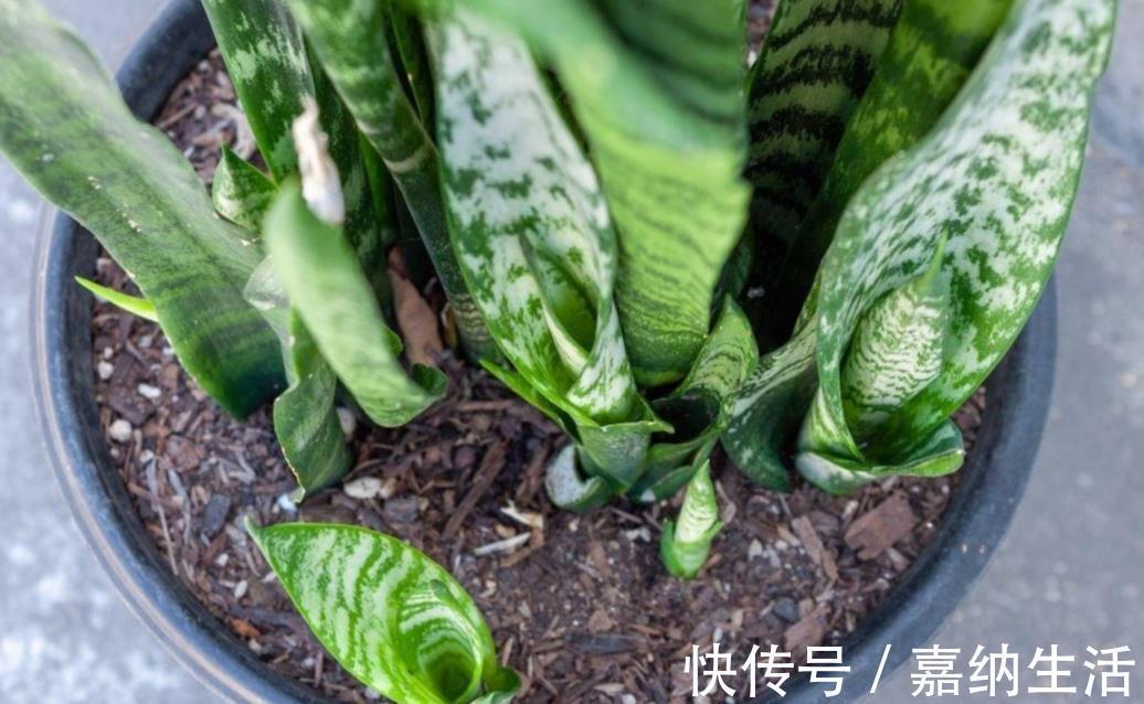 长势|养虎皮兰不用施肥，教你2个方法，让它长得枝叶繁茂