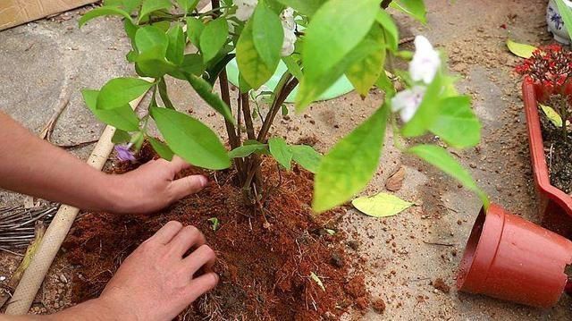 休眠期|立秋之后,4步轻轻叫醒“休眠”的花,缓过劲来猛长芽