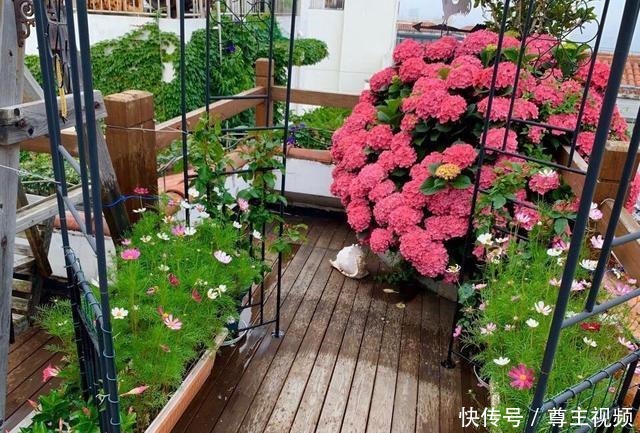 自己造花园,4种花卉不能少,2个月就能开爆盆,关键皮实好养!