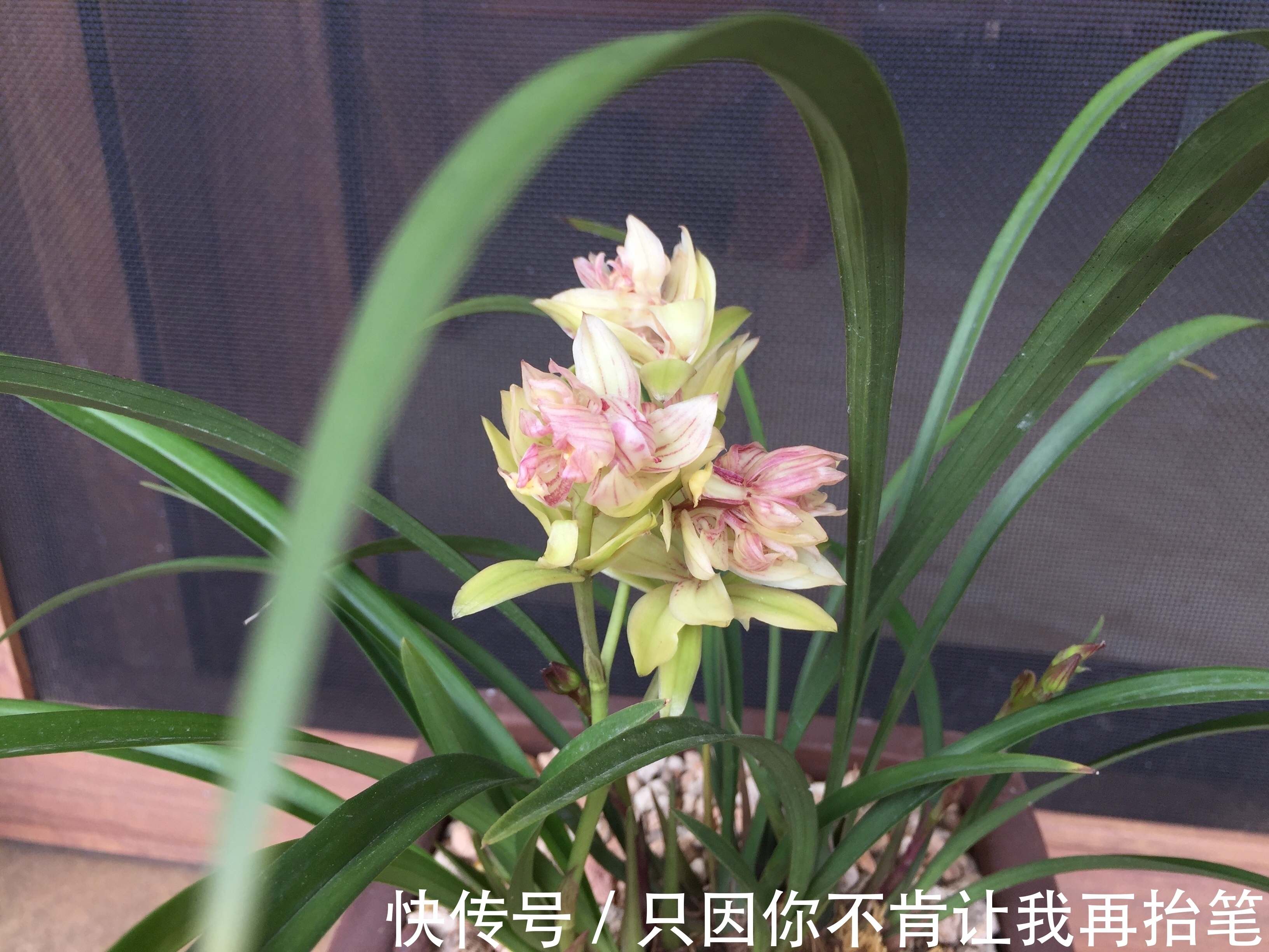 养护|养兰花要注意秋老虎,一不小心根部就发黑,发黑原因和解决方法