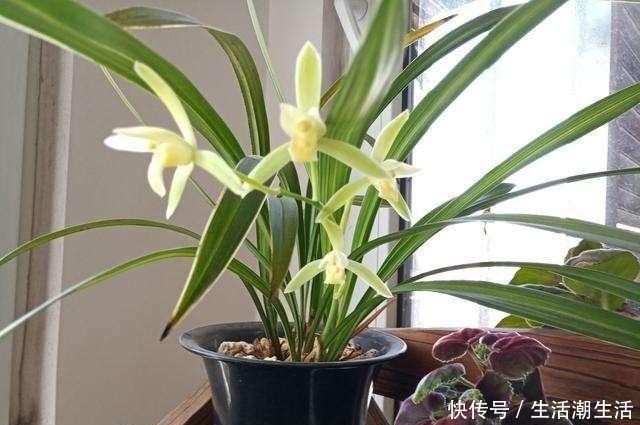 花友|兰花冒出一串黏黏的“小水珠”,恭喜你,终于撞“大运”了!