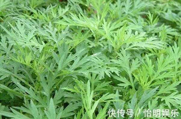 营养价值|多给家人吃以下几种野菜,营养价值非常的高,早知早受益