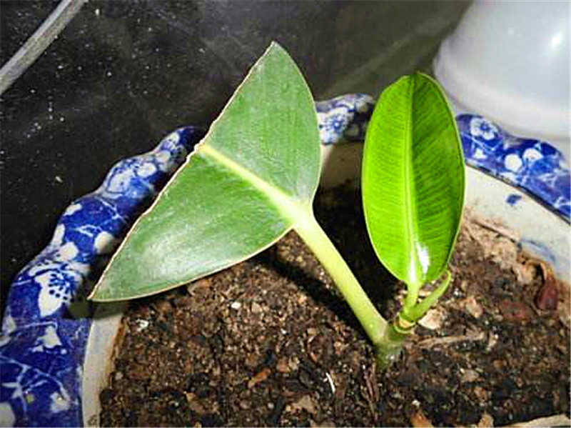 元旦前,5种花摘片叶,扔盆里,遇土就生根,立省200元