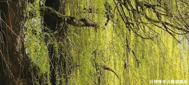 这首诗|杨万里这首诗清新脱俗,表现手法更是高超,成为宋诗里的咏柳名篇