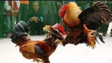 神童|有智商没情商,任是天才也枉然:好在他留下了一篇千古绝唱