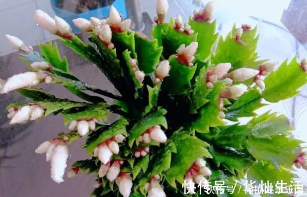 浇水|如何养殖蟹爪兰，让它长得快、开花多、状态好？