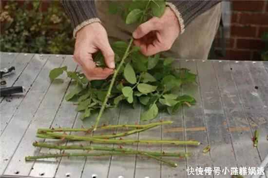 塑料瓶|家里常丢掉的“垃圾”,秒变“扦插利器”,大白根嗖嗖冒,忒好活