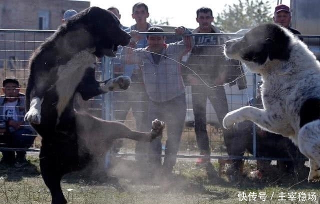 小孩子|血腥斗狗比赛再在吉尔吉斯斯坦进行,小孩子在一旁、拿手机拍照