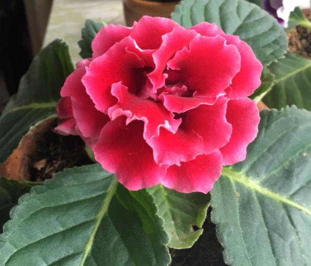 维生素、阿莫西林，秋季盆栽花草用一些，病虫害少很多！