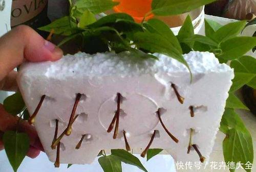 泡沫板|泡沫盒别再丢了，用来养花，会有你意想不到的的惊喜！