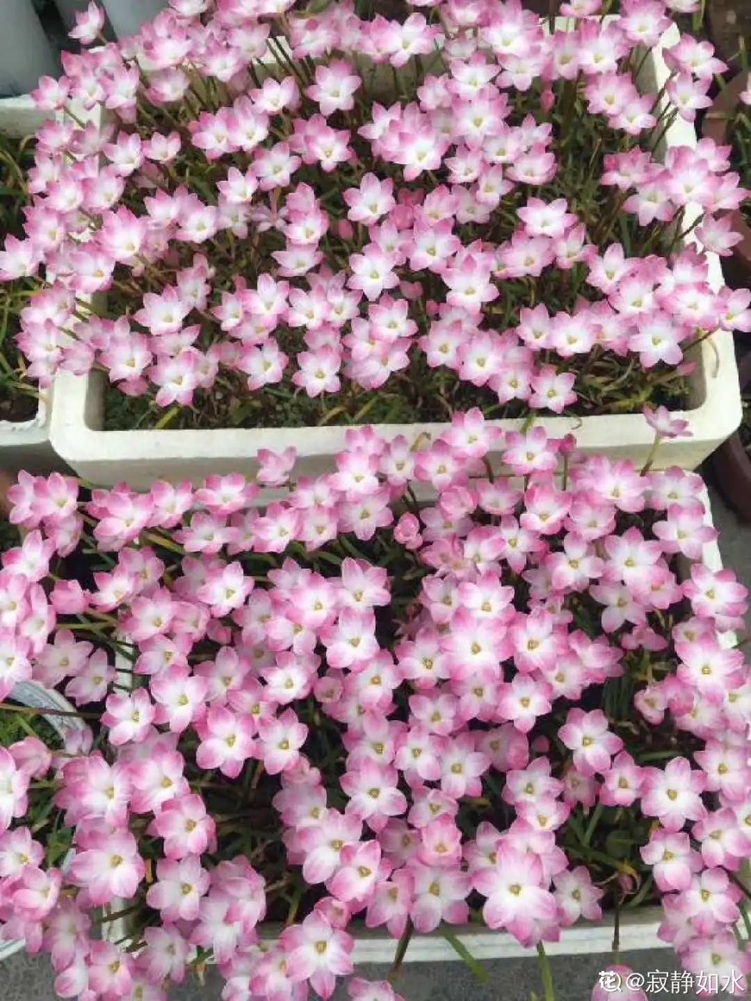 棒棒糖|从养花大神家，偷来3个爆花技巧，快学，24小时后删