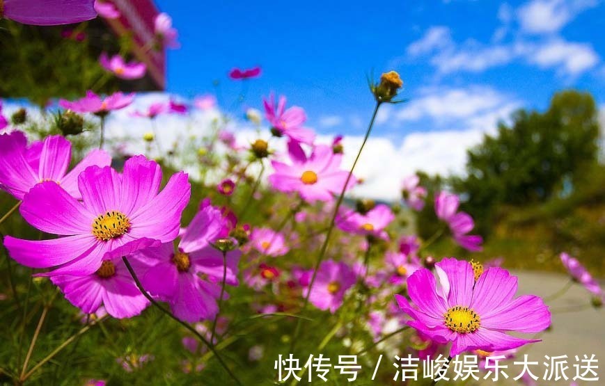 幸福花|格桑花也叫幸福花，颜色娇艳生命力旺盛，美丽而顽强的草花！