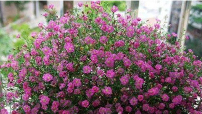 大户|4种花是“开花大户”,家里养两盆,四季有花赏,漂亮又好养