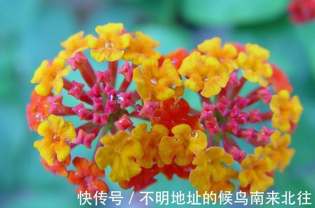 3种花适合养在阳台，好养易活不操心，夏天也能开花不断，美极了