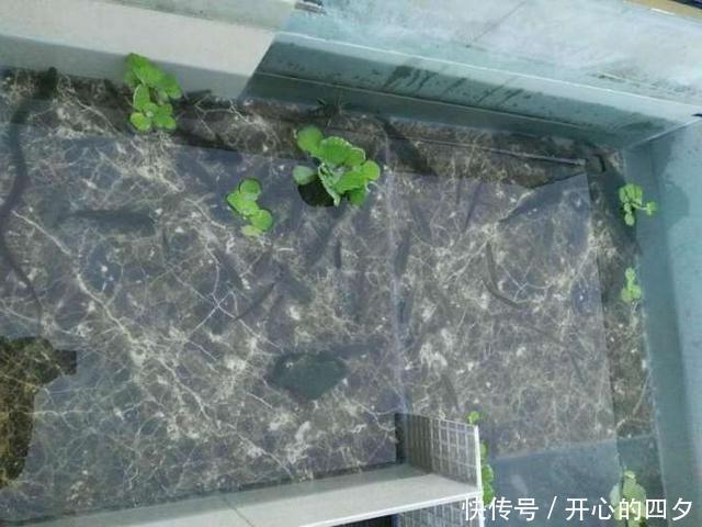楼顶|钓鱼太多吃不完,又送不出去,楼顶搭个鱼池养起来