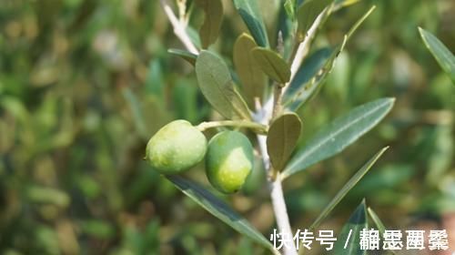 补血益气|对身体最好的3种食物,补血益气,养护血管,促进排便