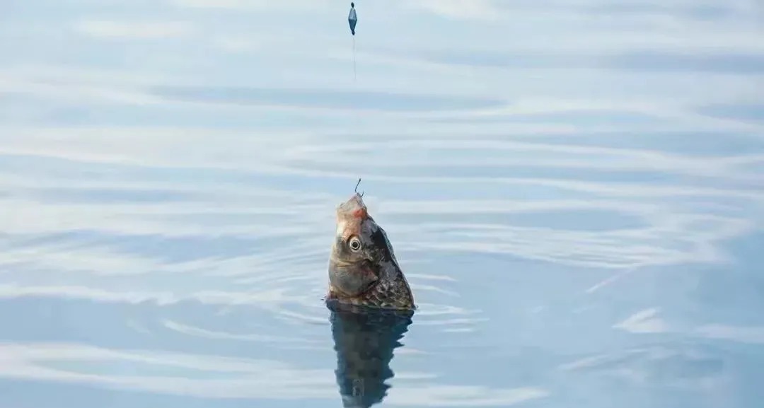 冬天使用这种钓鱼方法,既轻松又简单,只要竿稍一动鱼就上岸