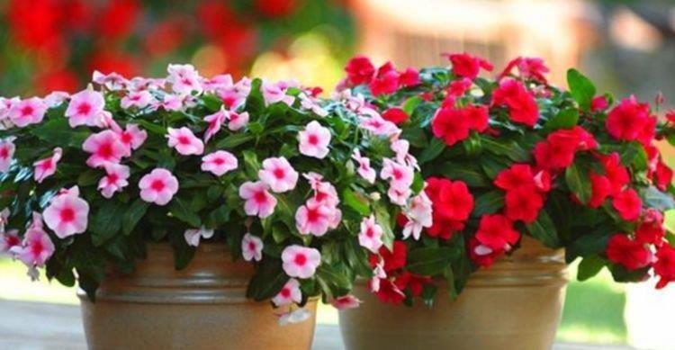 4种花便宜又好养,10元2盆,天天赏花,层层交叠,烂漫迷人眼