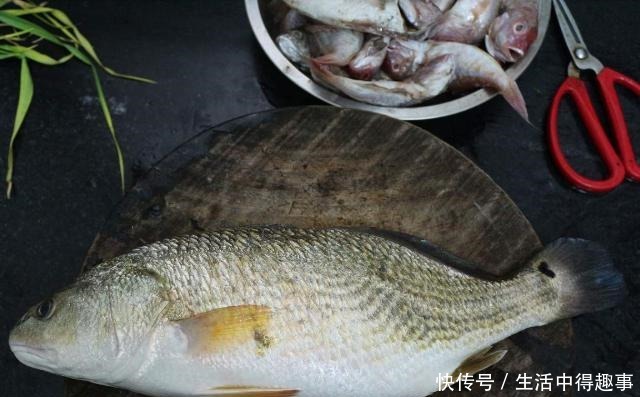 5种公认最好吃的海鱼,识货的抢着买,连老板都会给自己留一两条