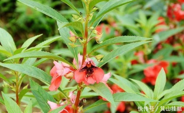 此野草泡水喝，通筋活络，腰不痛腿脚好