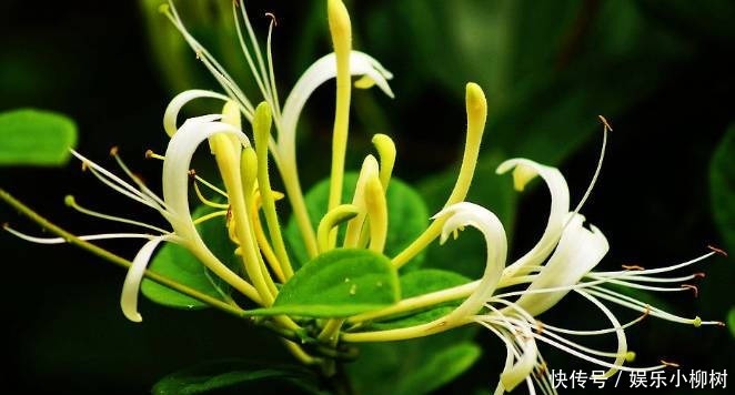 此花成双成对形影不离,酷似鸳鸯对舞,是镇宅驱邪的著名花卉