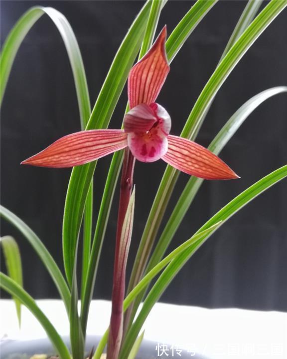 高颜值|一种新手也能养好的高颜值兰花,花色醉人,香味怡人,极具仙气