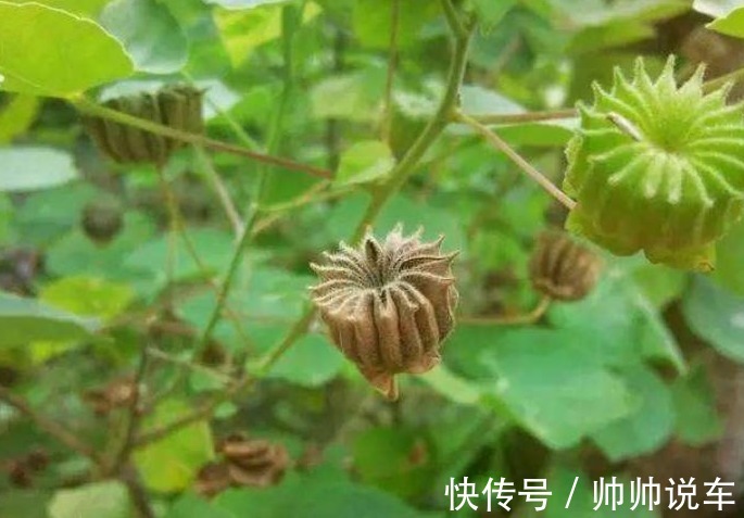 野草|农村田间常见的“害草”,满地都是无人要,现如今能卖钱