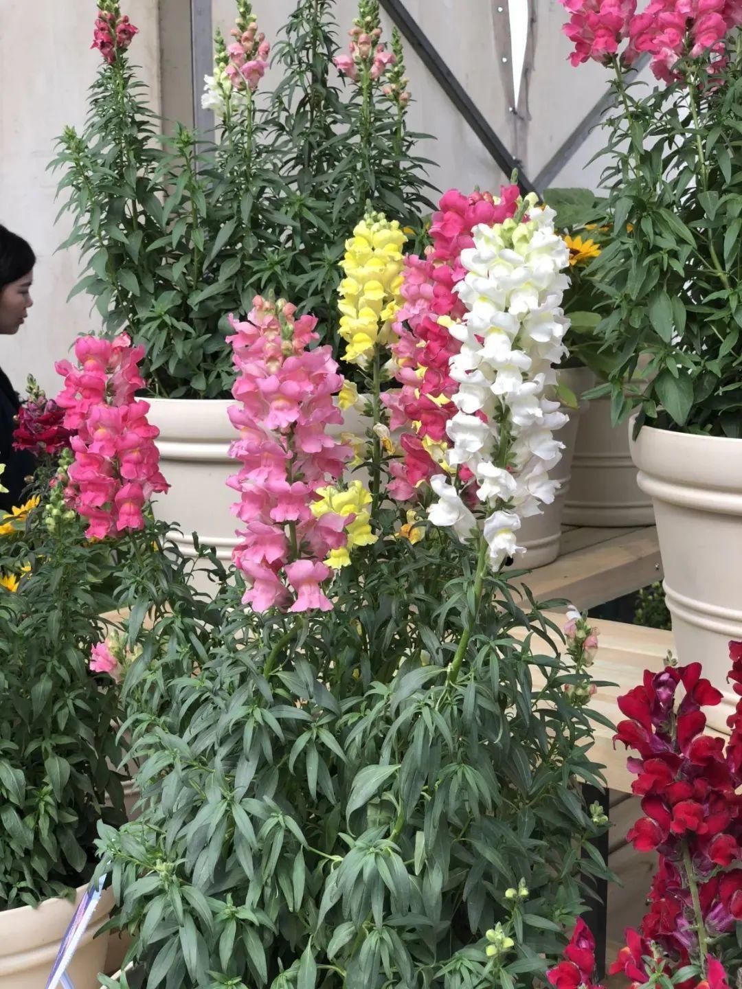 1种花长得像金鱼,耐寒好养活,种得越多越壮观