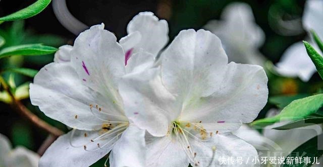 杜鹃花熟悉芬芳的美丽，洁白素洁的花朵很迷人，清新花开的植物