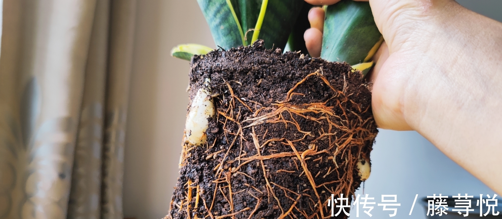 侧芽|冬天虎皮兰,正在“虚弱期”,注意3个要点,小芽一个接一个