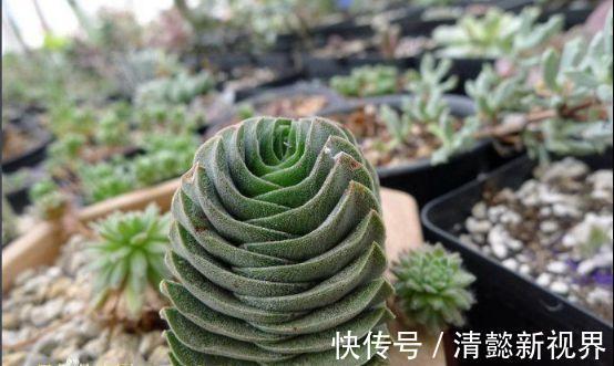 不死鸟|听名字以为是鸟，实际是“养不死”的绿植，不浇水都能蹭蹭长