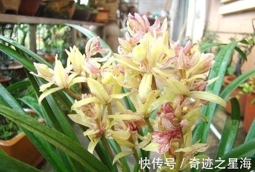 兰花中的“仙女”—富山奇蝶,花色清新香味浓,花型雅致,易养护