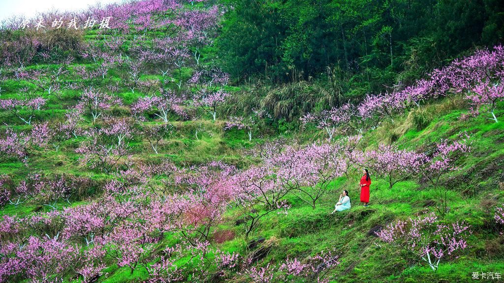 《重庆秀山的坪南桃花盛开了》