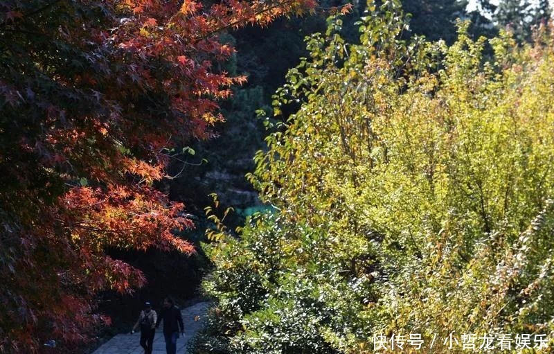 银杏|枫叶红银杏金，初冬崂山太清宫层林尽染