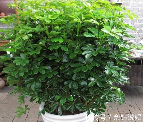 朱蕉朱蕉|家里吸烟的人太多不怕,室内盆栽上它,二手烟不再是健康克星