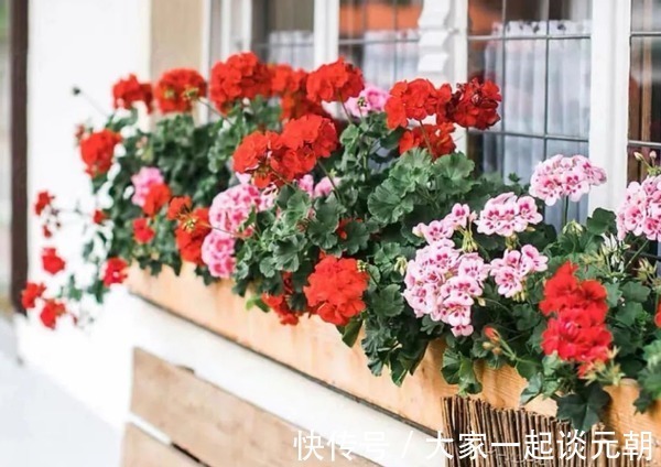 茉莉花|室内盆栽这3样花,空气香喷喷,还不用担心冷热气候造成伤亡