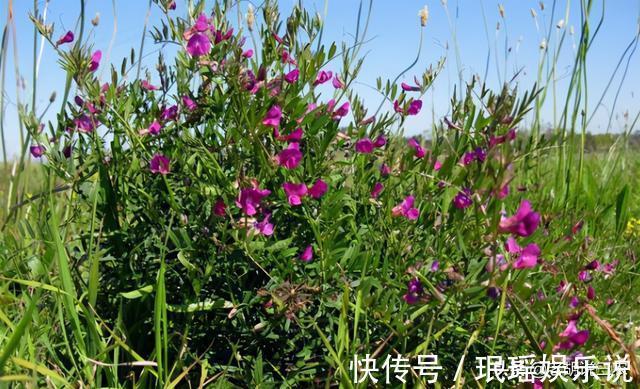 豌豆|長得像豌豆，曾被用來喂牛，含鈣比牛奶高，如今成高端野菜
