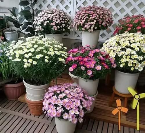 种花|4种花，是好养的“开花机器”，阳台养一盆，花儿天天开爆盆