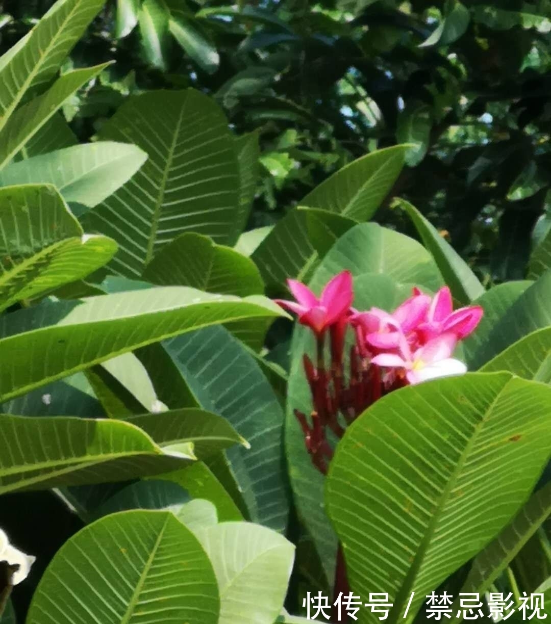 五瓣蛋花巧转开，芬芳萦绕岭南来