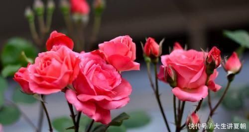 养花|养花想要叶子肥绿?教你几招,叶子油绿、新芽挤满盆!